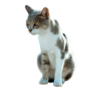 Beautiful Short Haired Cat Sitting Gracefully Outdoors In Tunis, Tunisia. 12838 - Cat PNG image with transparent background